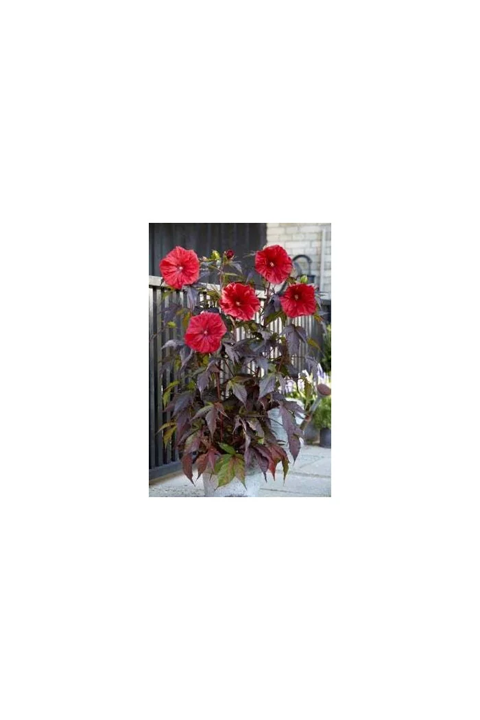 Hibiskus 'Carousel Red Wine' | Hibiscus moscheutos