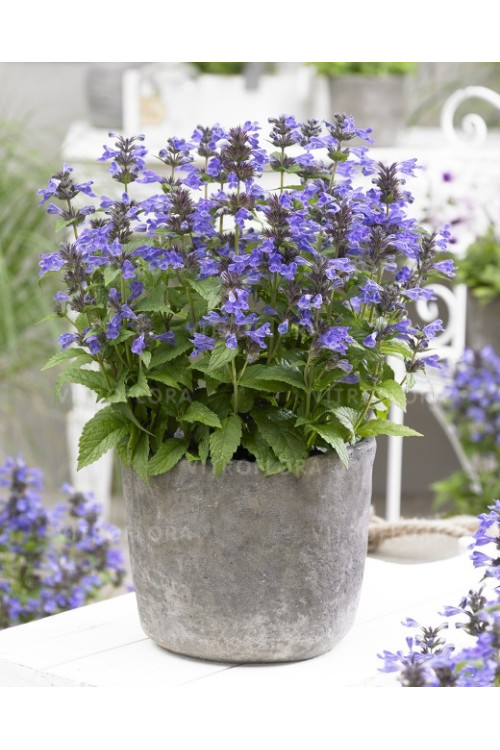 Kocimiętka 'Neptune' | Nepeta nervosa
