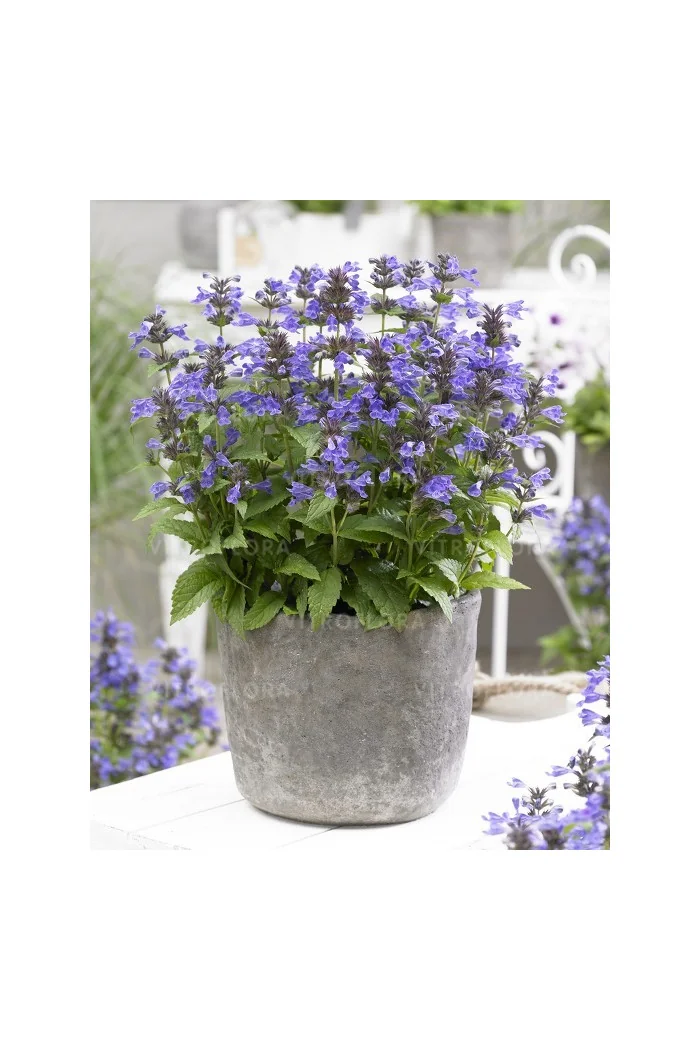 Kocimiętka 'Neptune' | Nepeta nervosa