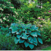 Funkia 'Blue Wedgewood' Hosta