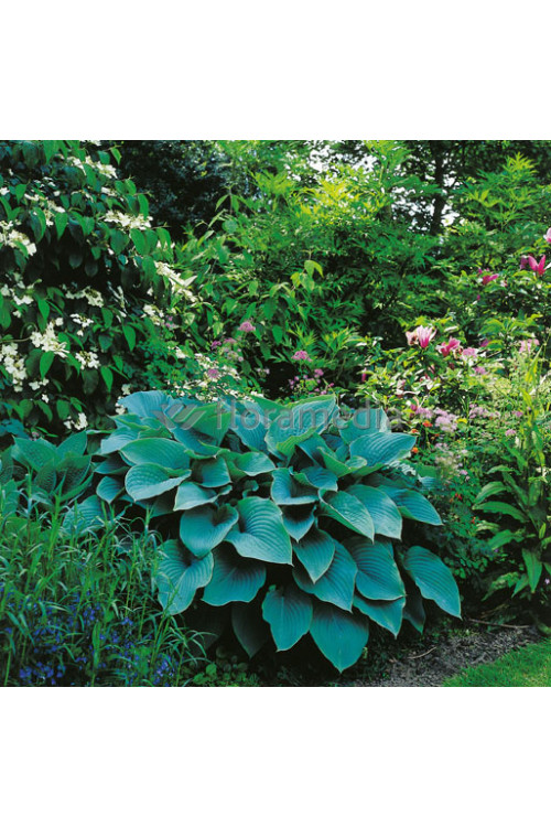 Funkia 'Blue Wedgewood' Hosta