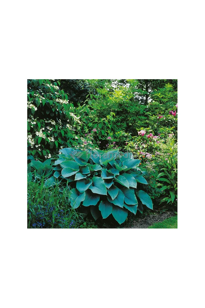 Funkia 'Blue Wedgewood' Hosta