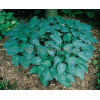 Funkia 'Blue Wedgewood' Hosta