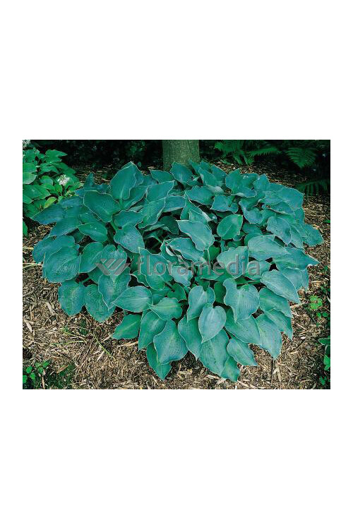 Funkia 'Blue Wedgewood' Hosta