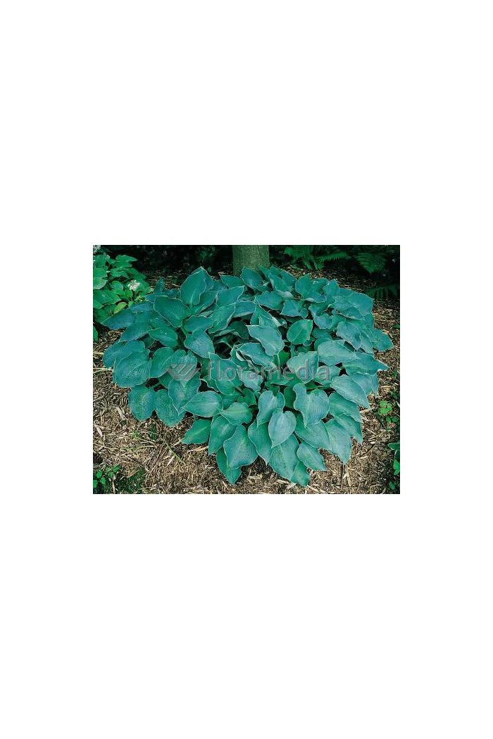 Funkia 'Blue Wedgewood' Hosta