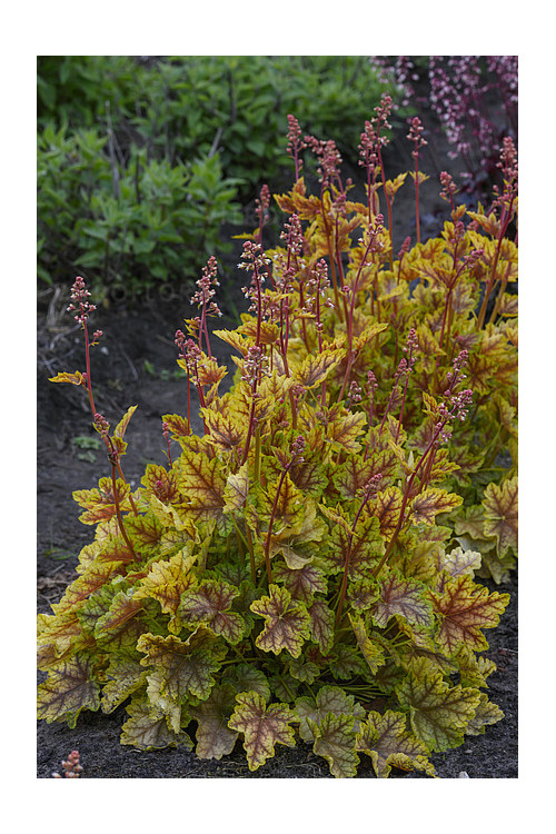 Żurawka 'World Cafe Melange' | Heuchera