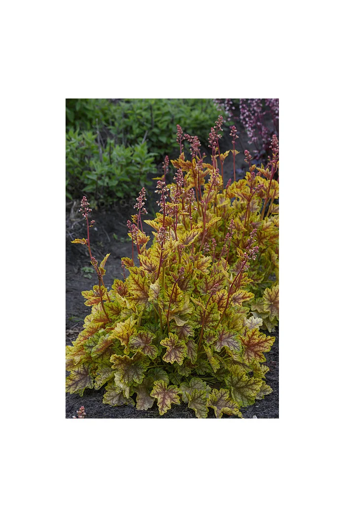 Żurawka 'World Cafe Melange' | Heuchera