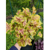 Żurawka 'World Cafe Melange' | Heuchera