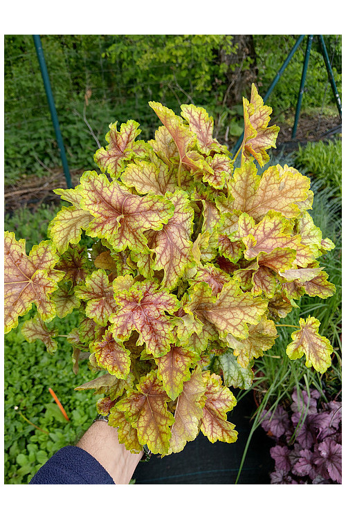 Żurawka 'World Cafe Melange' | Heuchera