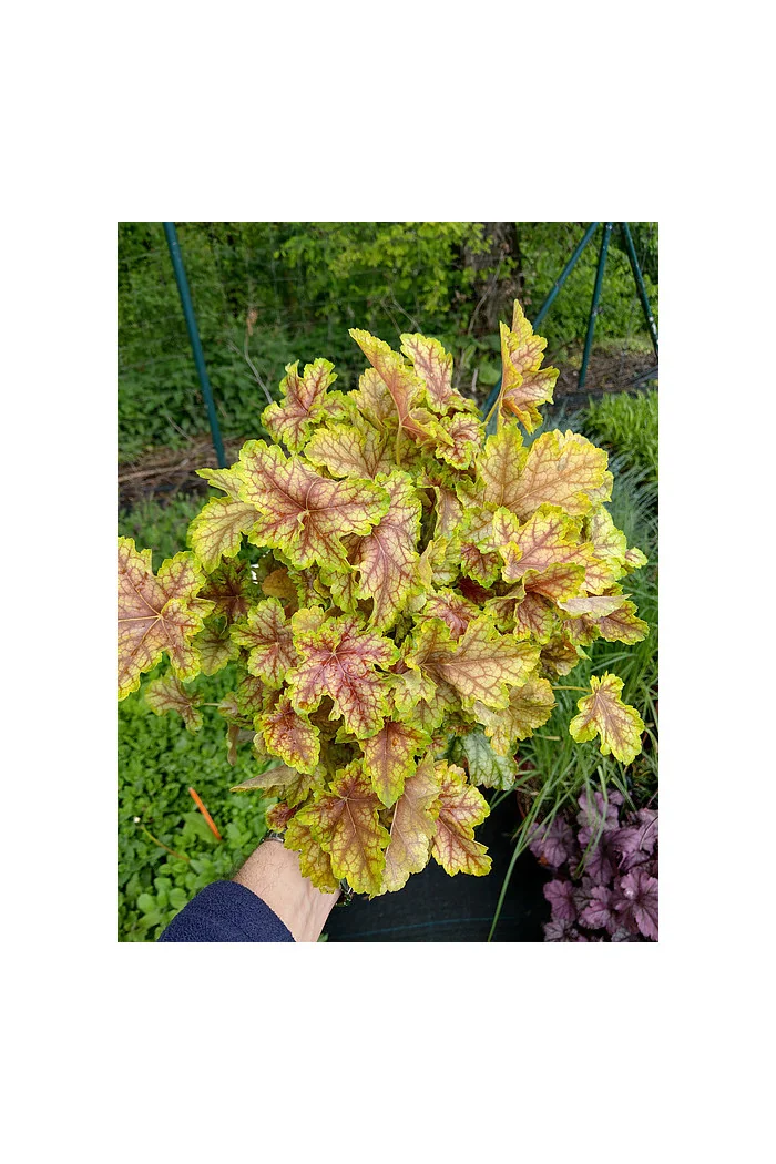 Żurawka 'World Cafe Melange' | Heuchera