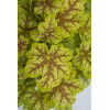 Żurawka 'World Cafe Melange' | Heuchera