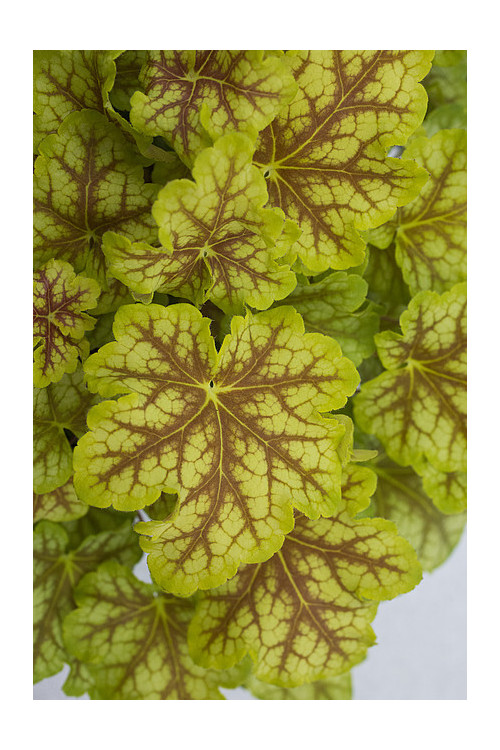 Żurawka 'World Cafe Melange' | Heuchera