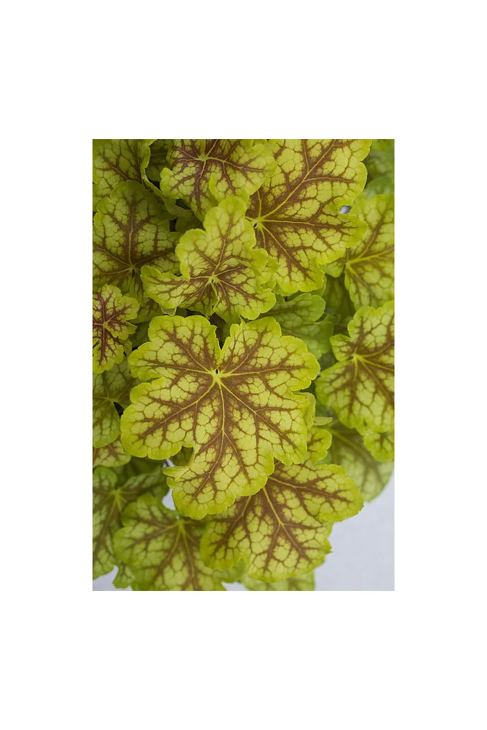 Żurawka 'World Cafe Melange' | Heuchera