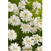 Ubiorek wieczniezielony 'Schneeflocke' | Iberis sempervirens