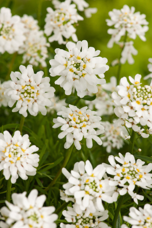 Ubiorek wieczniezielony 'Schneeflocke' | Iberis sempervirens