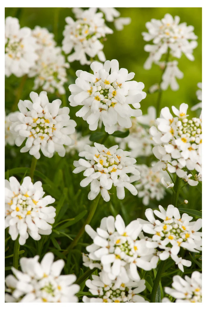 Ubiorek wieczniezielony 'Schneeflocke' | Iberis sempervirens