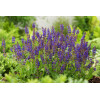 Szałwia omszona 'Mainacht' | Salvia nemorosa