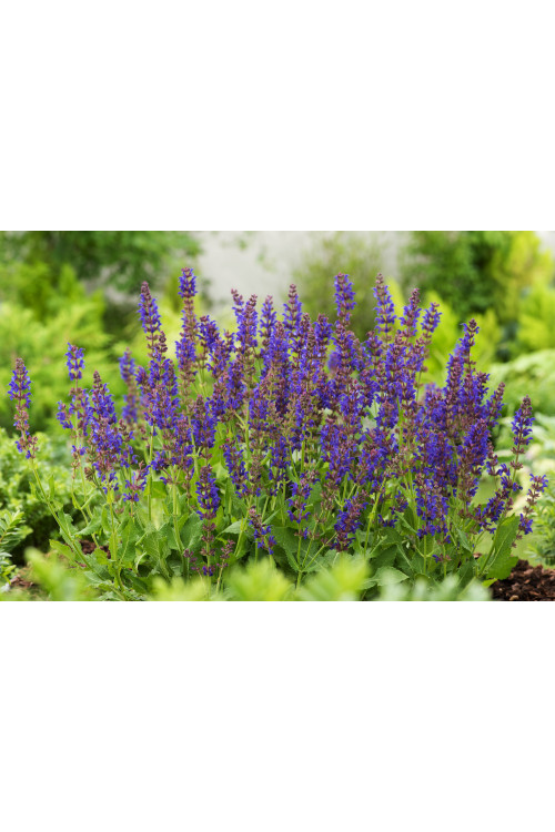 Szałwia omszona 'Mainacht' | Salvia nemorosa