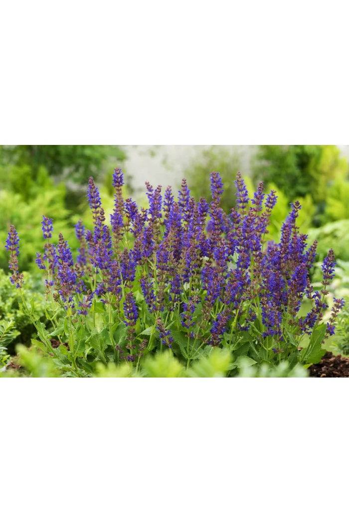 Szałwia omszona 'Mainacht' | Salvia nemorosa