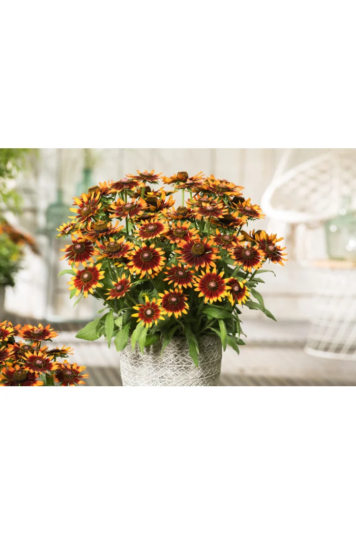 Rudbekia 'Happy SmileyZ' | Rudbeckia