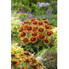 Rudbekia 'Happy SmileyZ' | Rudbeckia
