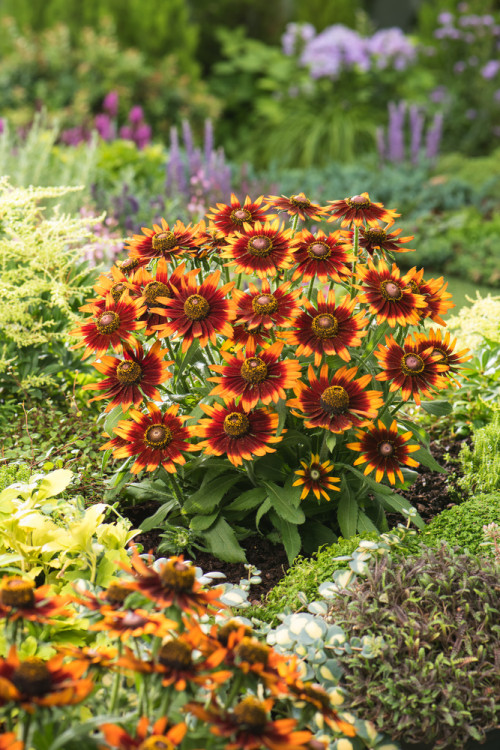 Rudbekia 'Happy SmileyZ' | Rudbeckia