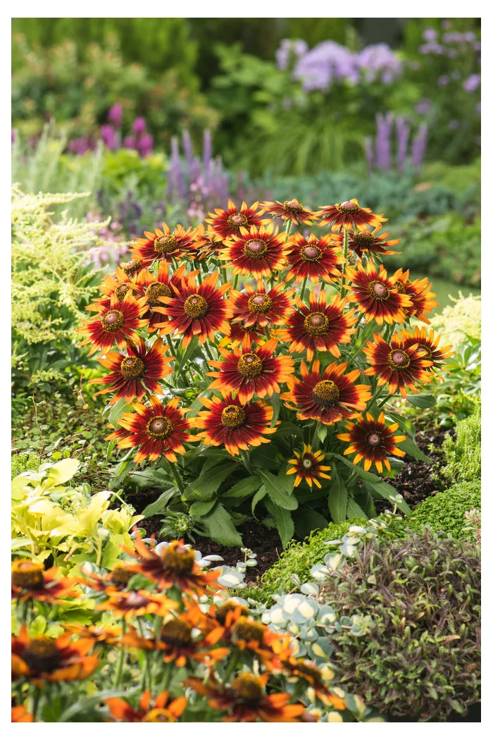 Rudbekia 'Happy SmileyZ' | Rudbeckia