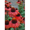 Jeżówka 'Red Skipper' | Echinacea