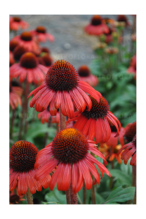 Jeżówka 'Red Skipper' | Echinacea