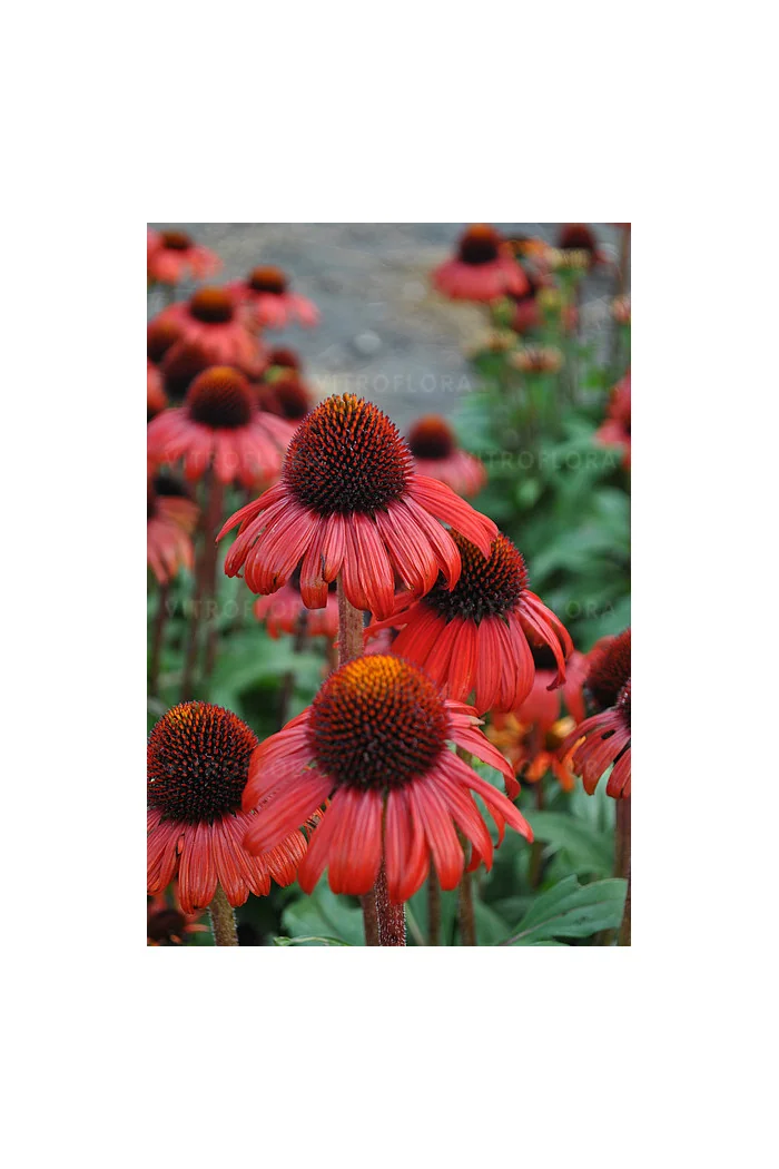Jeżówka 'Red Skipper' | Echinacea