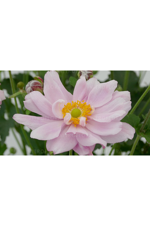 Zawilec japoński 'Mont Rose' | Anemone hupehensis