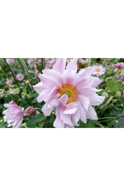 Zawilec japoński 'Mont Rose' | Anemone hupehensis