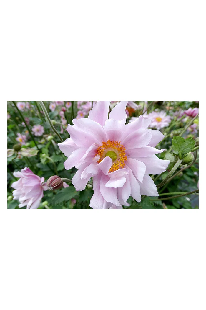 Zawilec japoński 'Mont Rose' | Anemone hupehensis