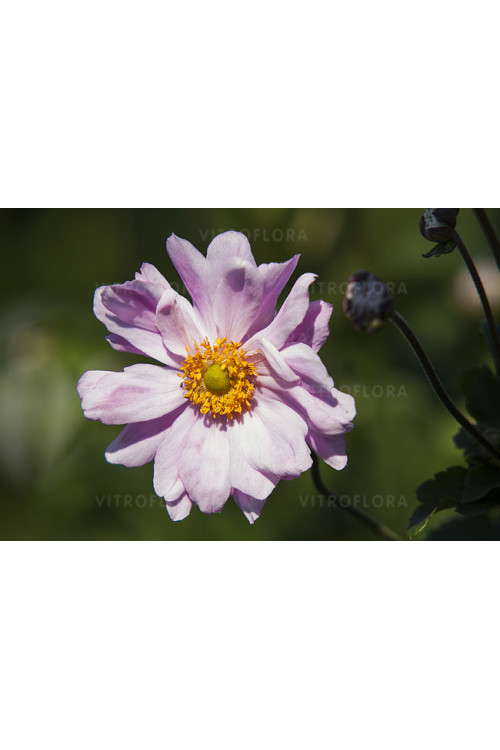 Zawilec japoński 'Mont Rose' | Anemone hupehensis