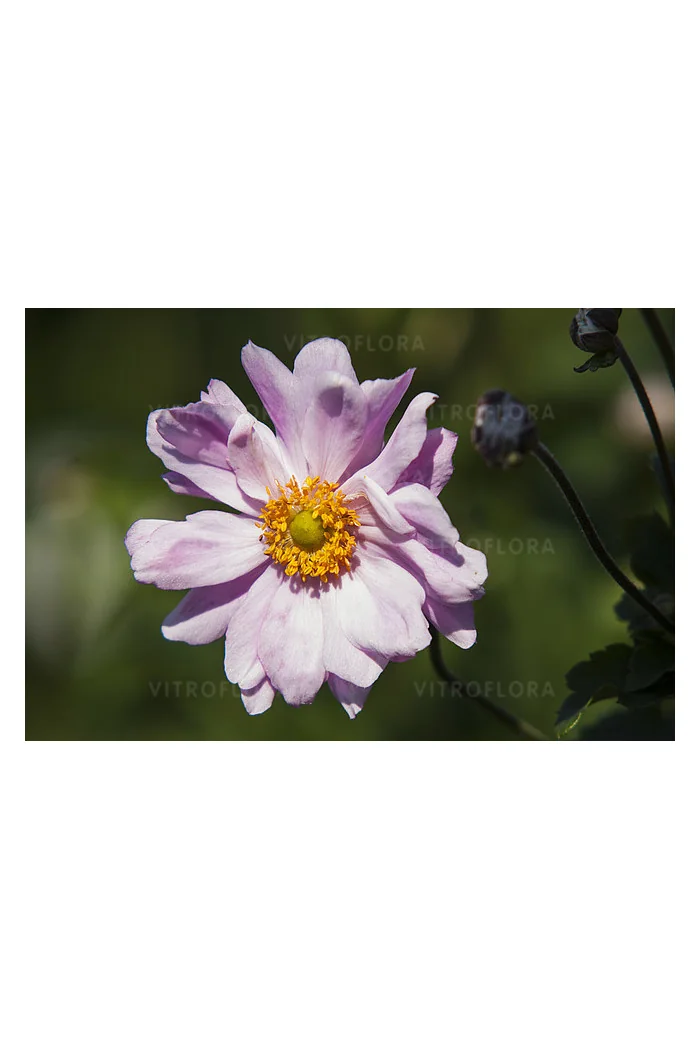 Zawilec japoński 'Mont Rose' | Anemone hupehensis