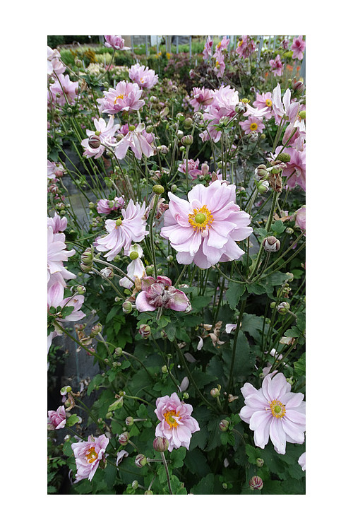 Zawilec japoński 'Mont Rose' | Anemone hupehensis