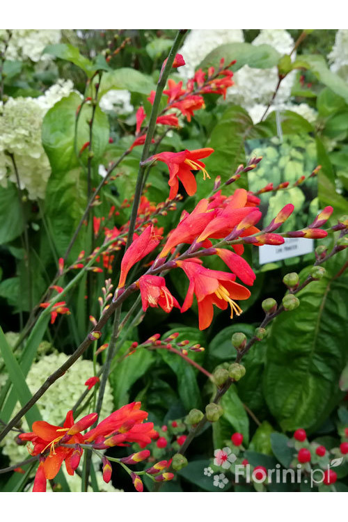 Krokosmia 'Lucifer' | Crococmia x crocosmiiflora