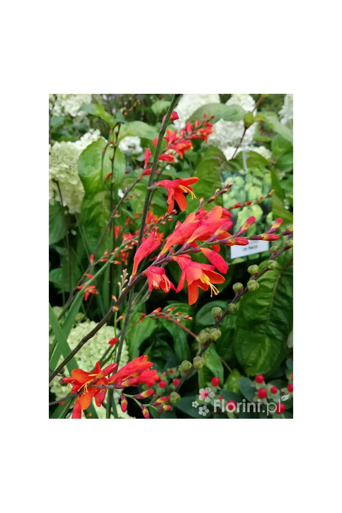 Krokosmia 'Lucifer' | Crococmia x crocosmiiflora