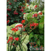 Krokosmia 'Lucifer' | Crococmia x crocosmiiflora