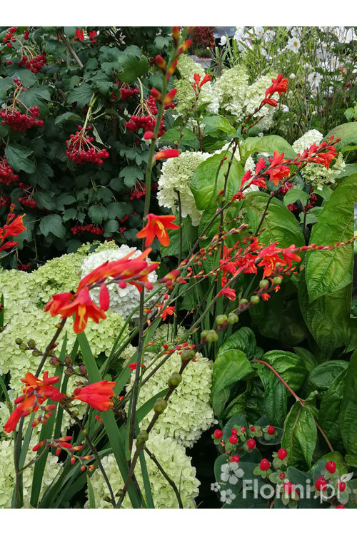 Krokosmia 'Lucifer' | Crococmia x crocosmiiflora