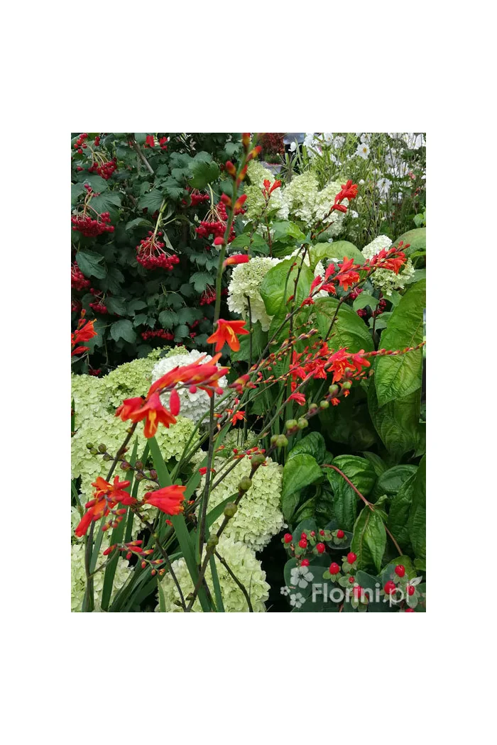 Krokosmia 'Lucifer' | Crococmia x crocosmiiflora