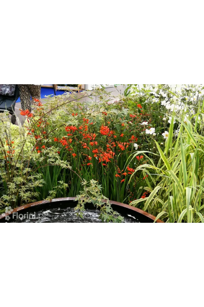 Krokosmia 'Lucifer' | Crococmia x crocosmiiflora