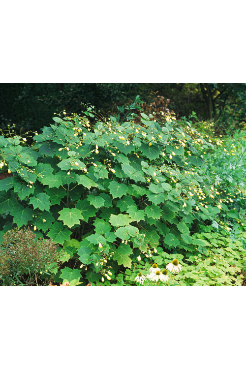 Kirengeszoma | Kirengeshoma