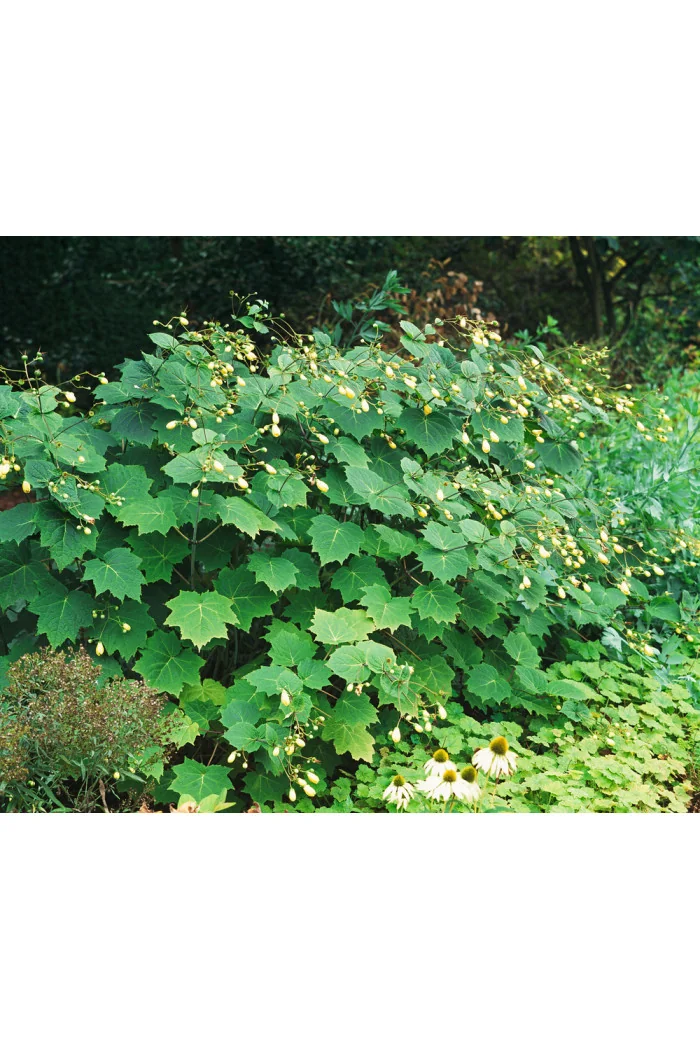 Kirengeszoma | Kirengeshoma