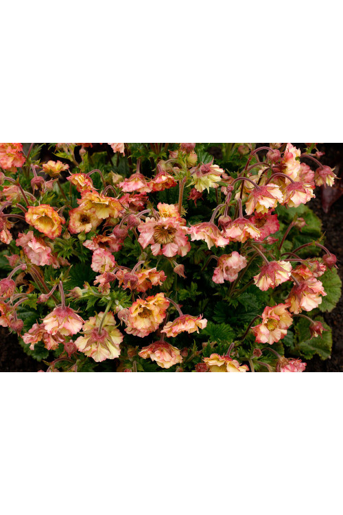 Kuklik 'Petticoats Peach | Geum