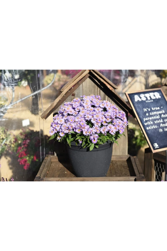 Aster 'Island Barbados' Aster