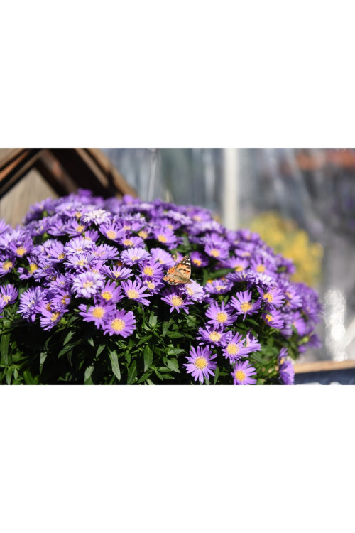 Aster 'Island Barbados' Aster