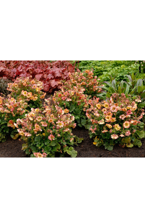 Kuklik 'Petticoats Peach | Geum