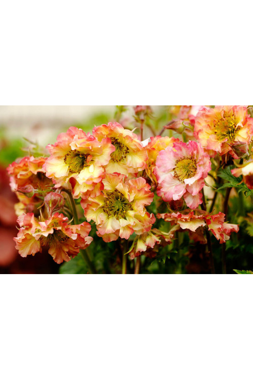 Kuklik 'Petticoats Peach | Geum