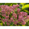 Sadziec purpurowy 'Ruby' | Eupatorium